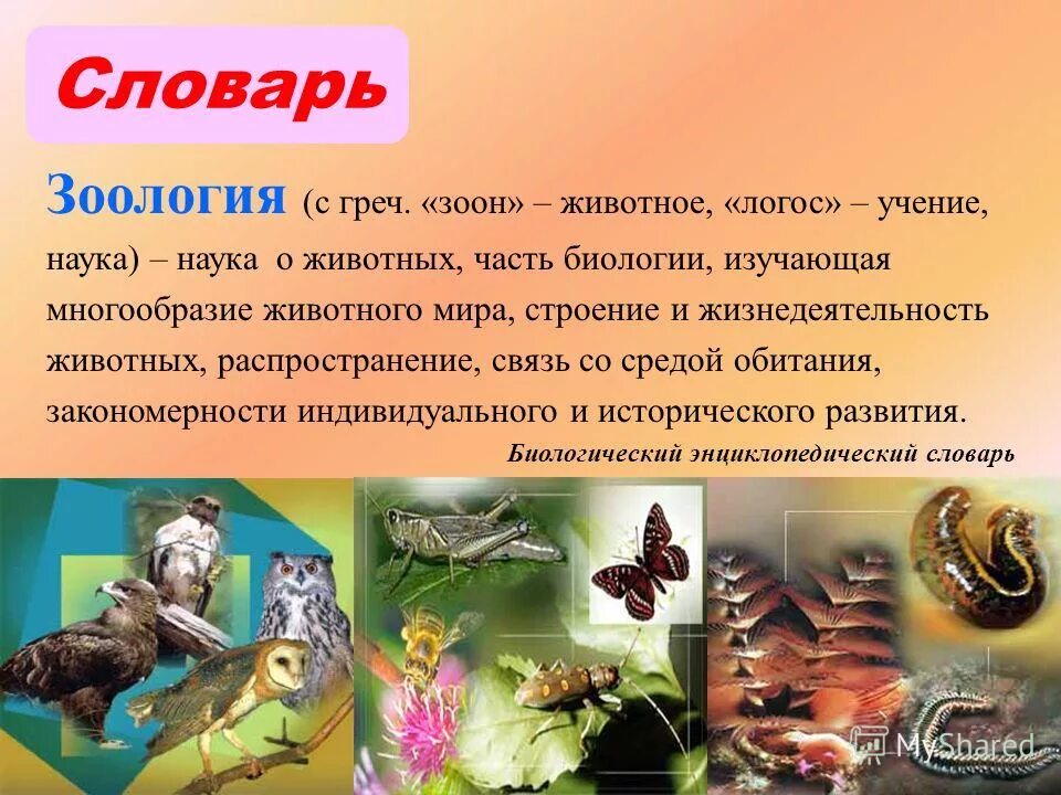 Строение многообразие и жизнедеятельность животных. Зоолог для презентации. зоология презентация. зоология наука о животных. науки о животных биология.