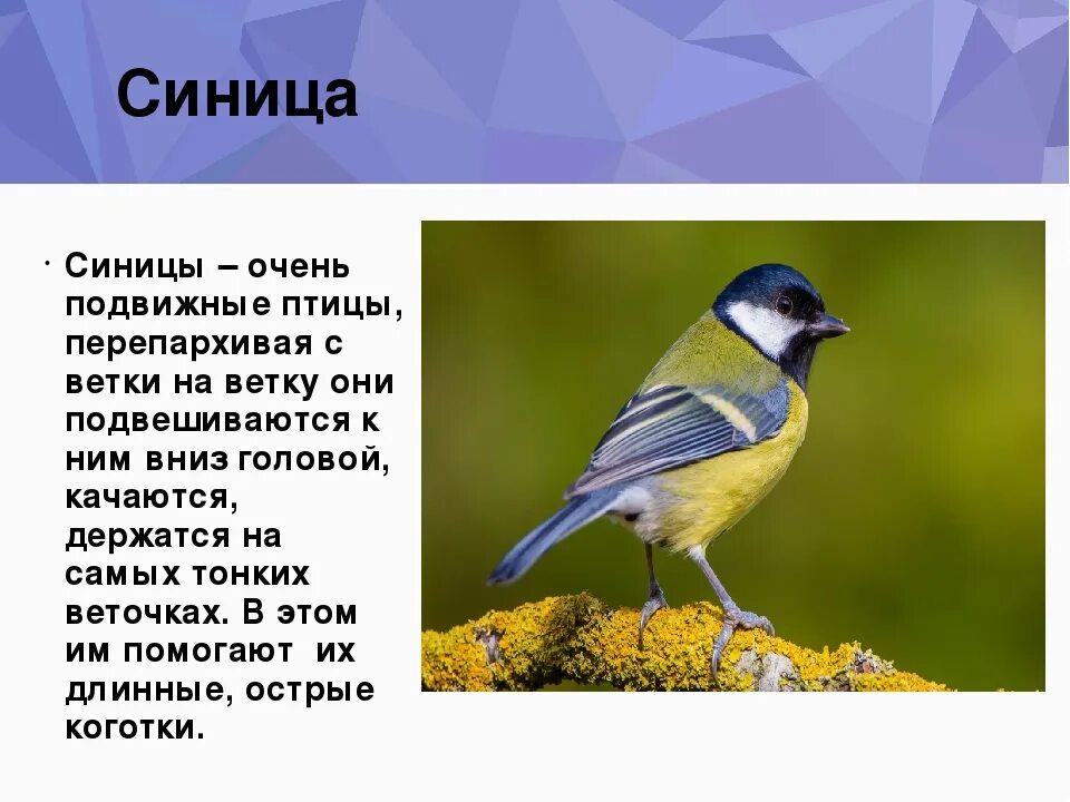 Сообщение о птице 2 класс. Описание птиц. Синица описание птицы. Синичка птица описание. Описание синички.