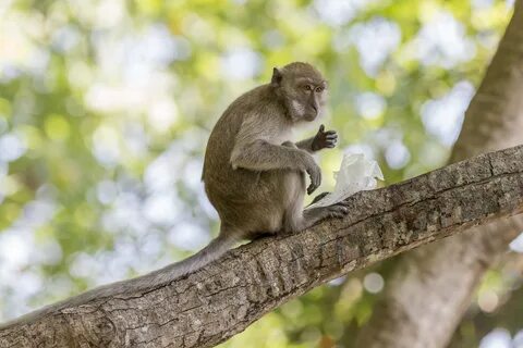 Monkey tree