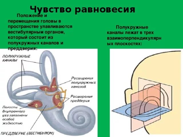 Вестибулярный аппарат орган чувств. Схема полукружных каналов внутреннего уха. Вестибулярный аппарат отолитовый аппарат. Полукружные каналы вестибулярного аппарата. Полукружные каналы анатомия.