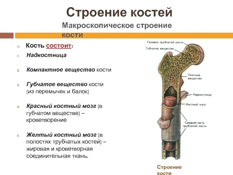 На рисунке изображено строение кости. Красный костный мозг строение кость. Трубчатая кость желтый костный мозг.