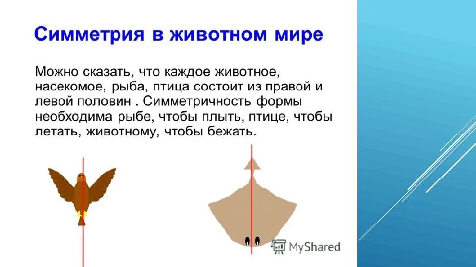 Проект 3 класс тема симметрия по математике Презентация "Симметрия вокруг нас" по математике скачать проект