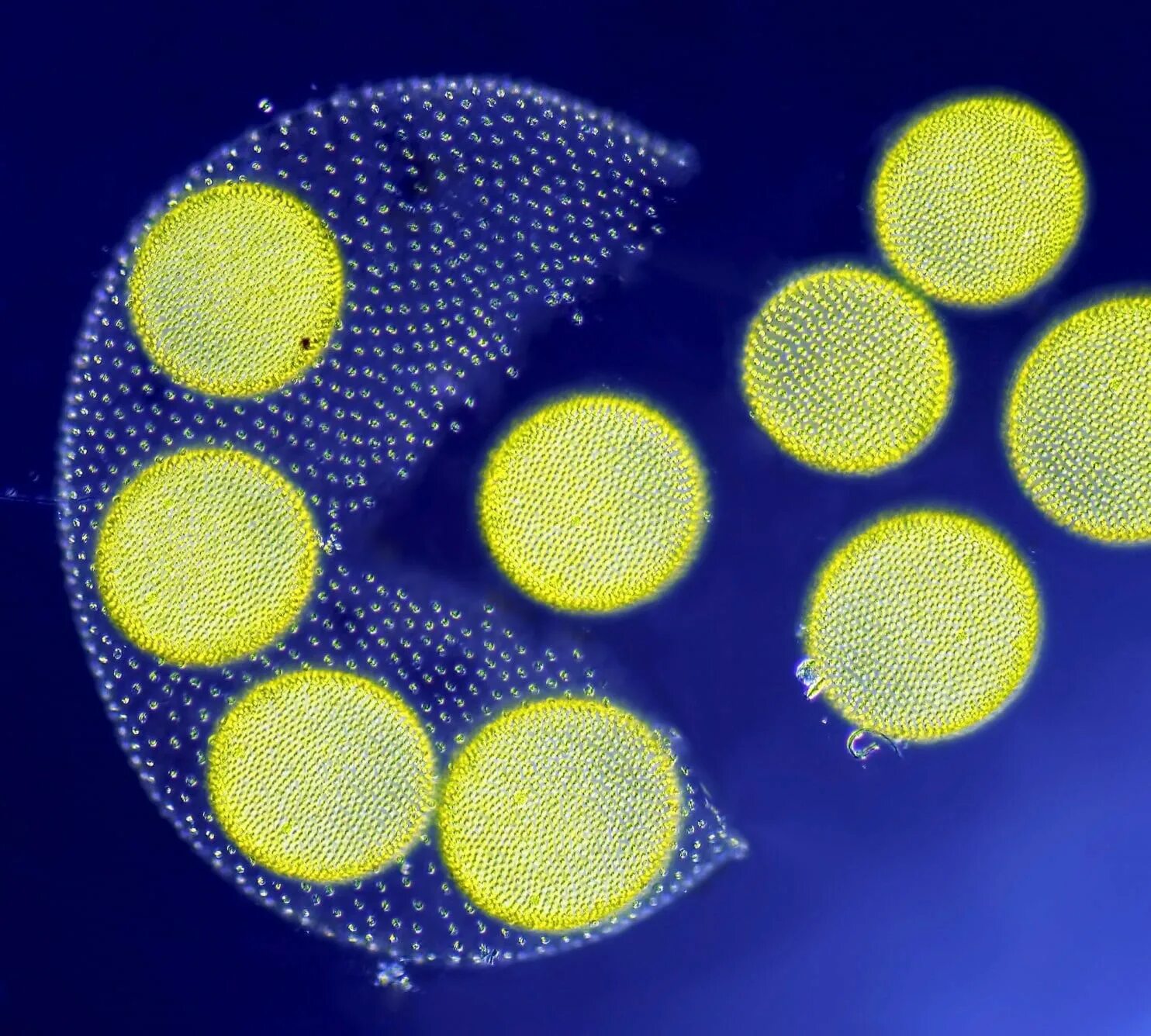 Организм вольвокс. Колониальный вольвокс. Вольвокс водоросль. Зеленые водоросли вольвокс. Колония вольвокса под микроскопом.