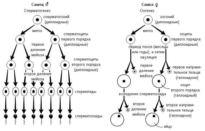 В гаплоидных клетках человека 23