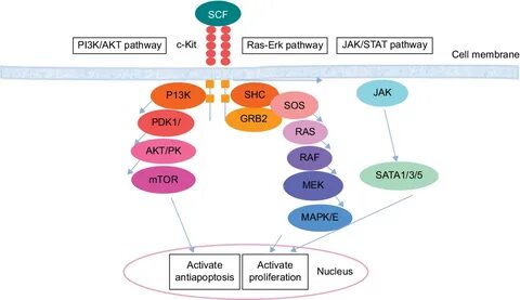 Kit signaling