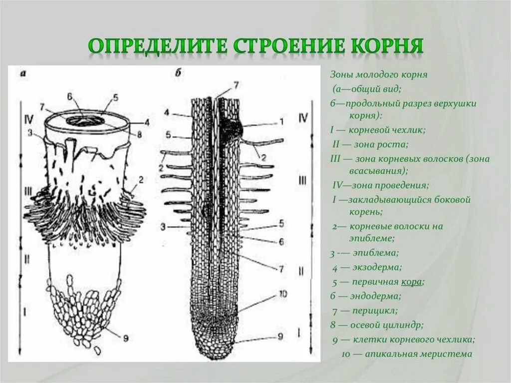 Анатомические зоны корня