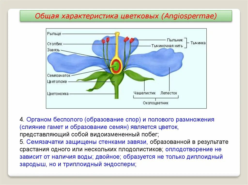 Чем характеризуются покрытосеменные растения. Общую характеристику покрытосеменных растений и цветковых. Общая характеристика отдела цветковые. Общее строение покрытосеменных растений. Покрытосеменные или цветковые общая характеристика.