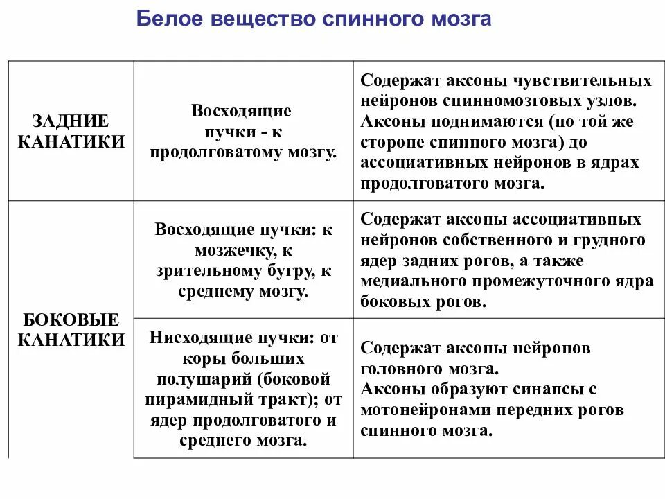 Функции ядер спинного мозга. Функции ядер спинного мозга
