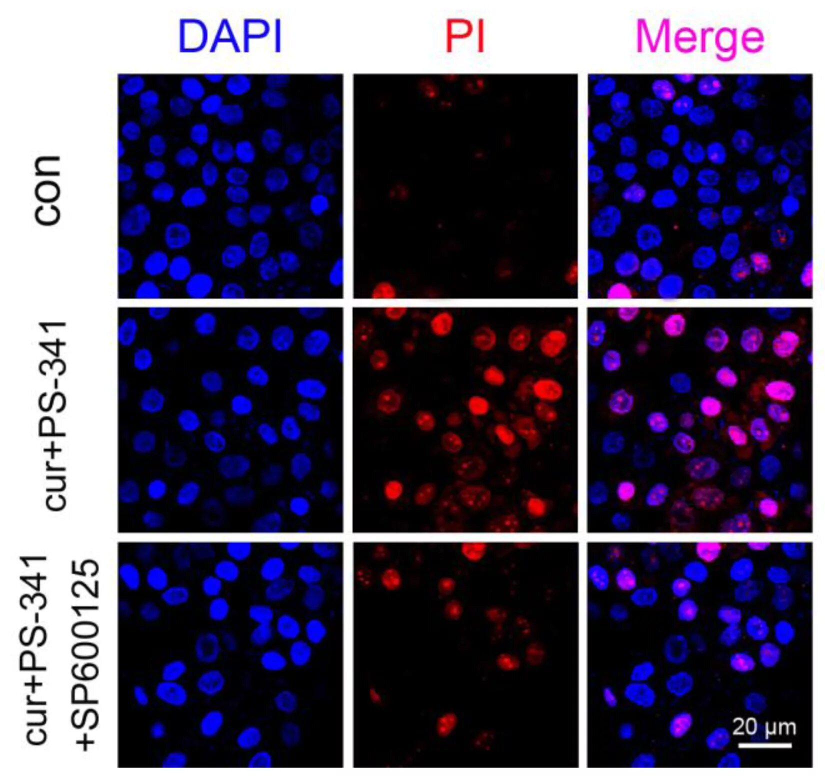 Окрашивание ацетокармином. Dapi краситель. B. Апоптотические тельца dapi staining -. Pbs раствор.