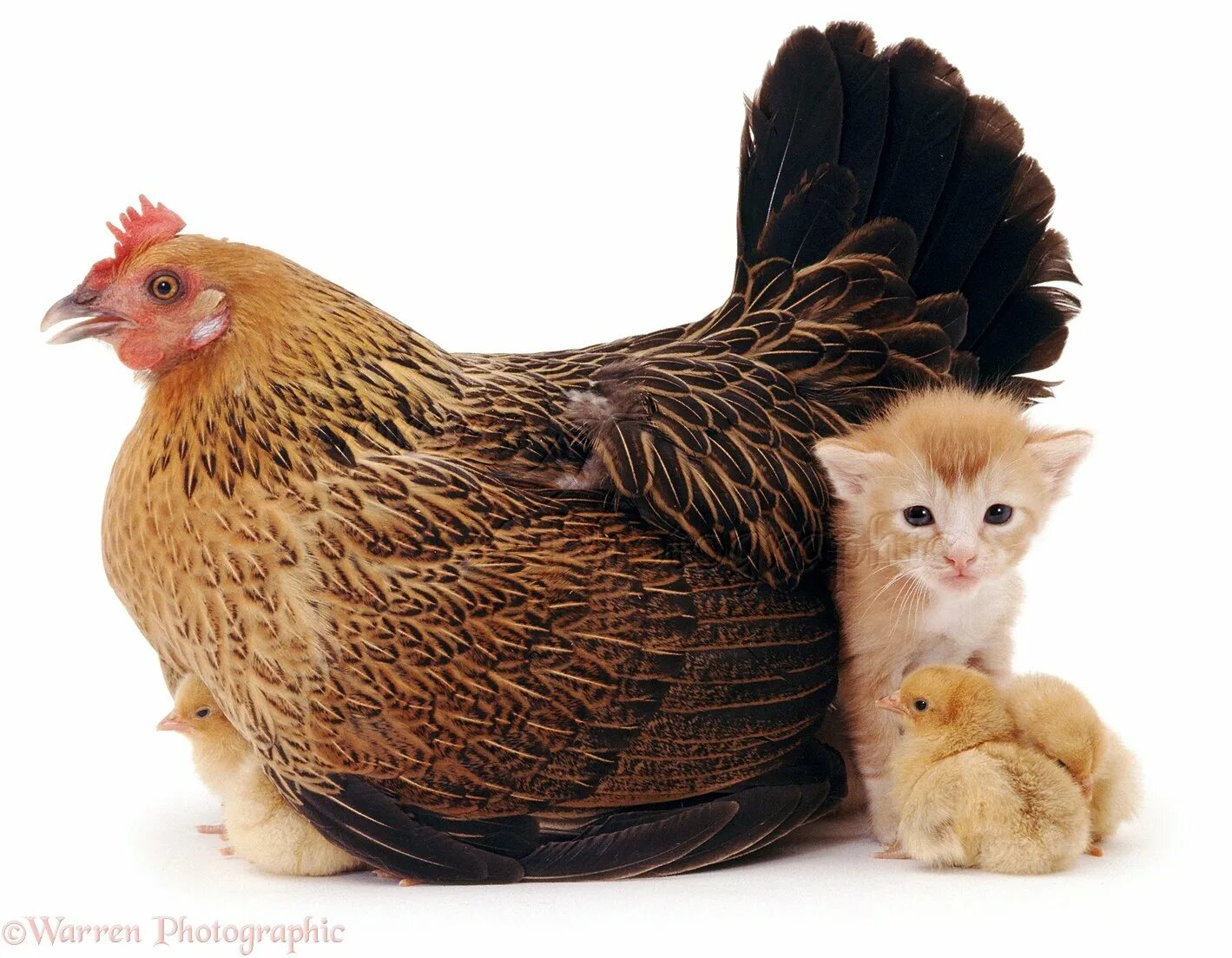 Кура кошка. Курица. Курица с цыплятами. Петух курица цыпленок. Наседка с цыплятами.