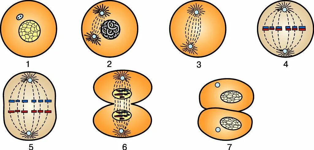 Деление клетки 8 класс биология. Этапы деления клетки 8 класс. Стадии деления клетки 8 класс. Схема процесса деления клетки.