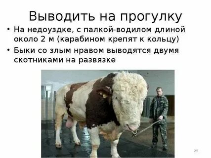 Что можно юпитеру того нельзя быку