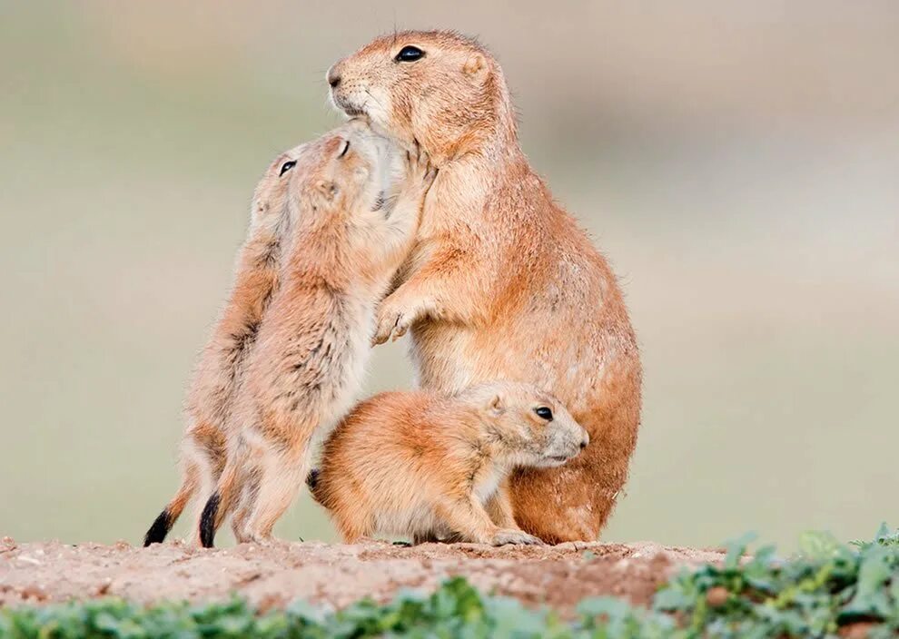 Animal mums. Детеныши зверей. Любовь животных. Мамы и Детеныши. Мама и ребенок животные.