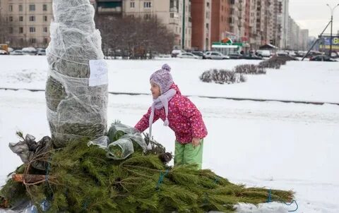Вынеси елку