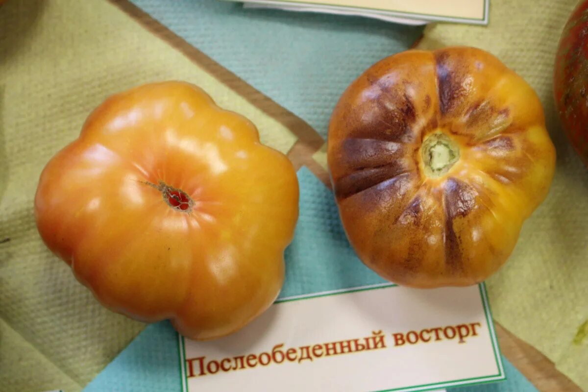Томат послеобеденный восторг фото. Томат послеобеденный восторг описание. Afternoon delight томат. Томат послеобеденный восторг фото. Томат агрессор.