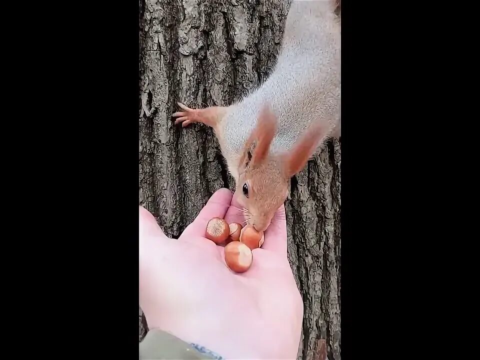 Картинка белочка с орешками. Белка с орешками. Белка щелкает орешки. Белки в орехах. Белка стихи для детей.