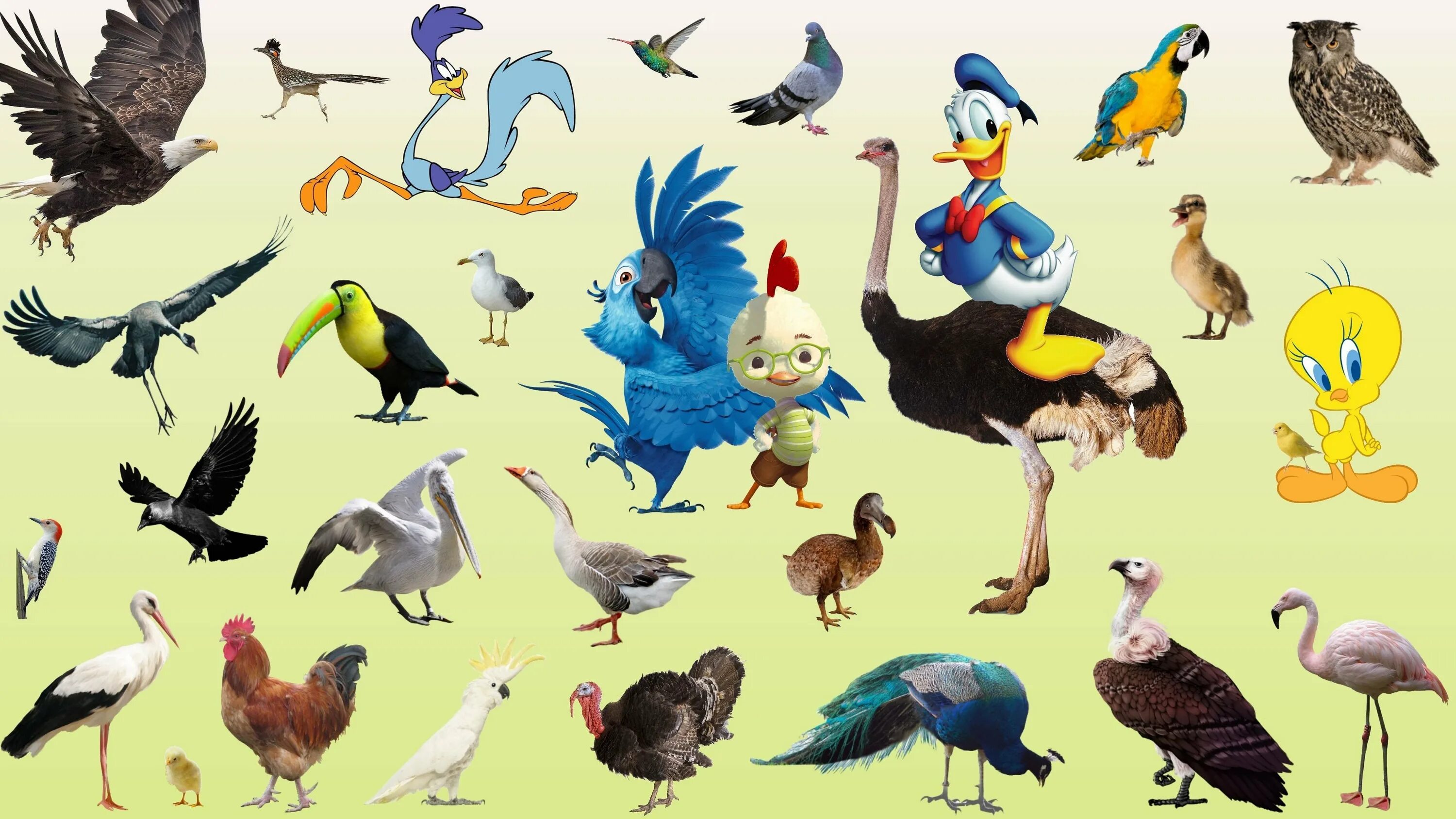 Какому жанру относится изображение птиц животных. Мультяшные животные и птицы. Птицы мультяшные. Мультяшные домашние птицы. Животные и птицы на белом фоне.