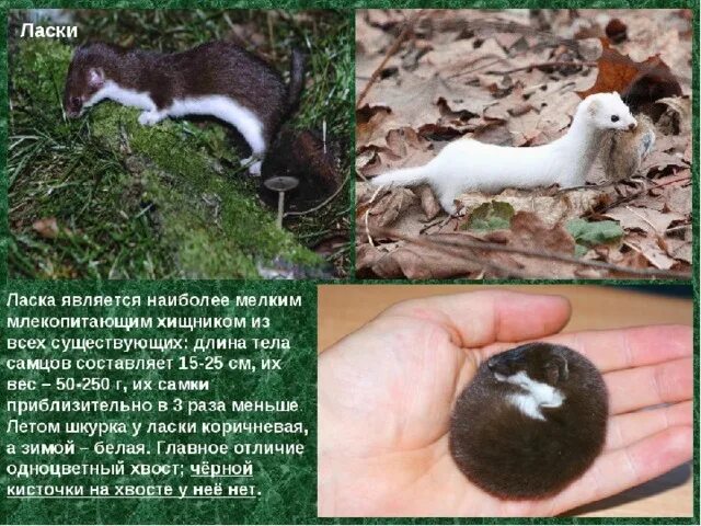 Ласка животное фото и описание Краснокнижную ласку заметили в столичном парке "Измайлово"