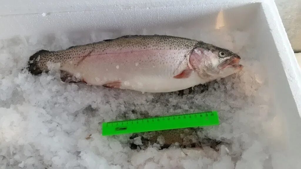 Форель радужная псг. Форель 2 3. Стальноголовый лосось. Карельская речная форель. Форель потрошеная.
