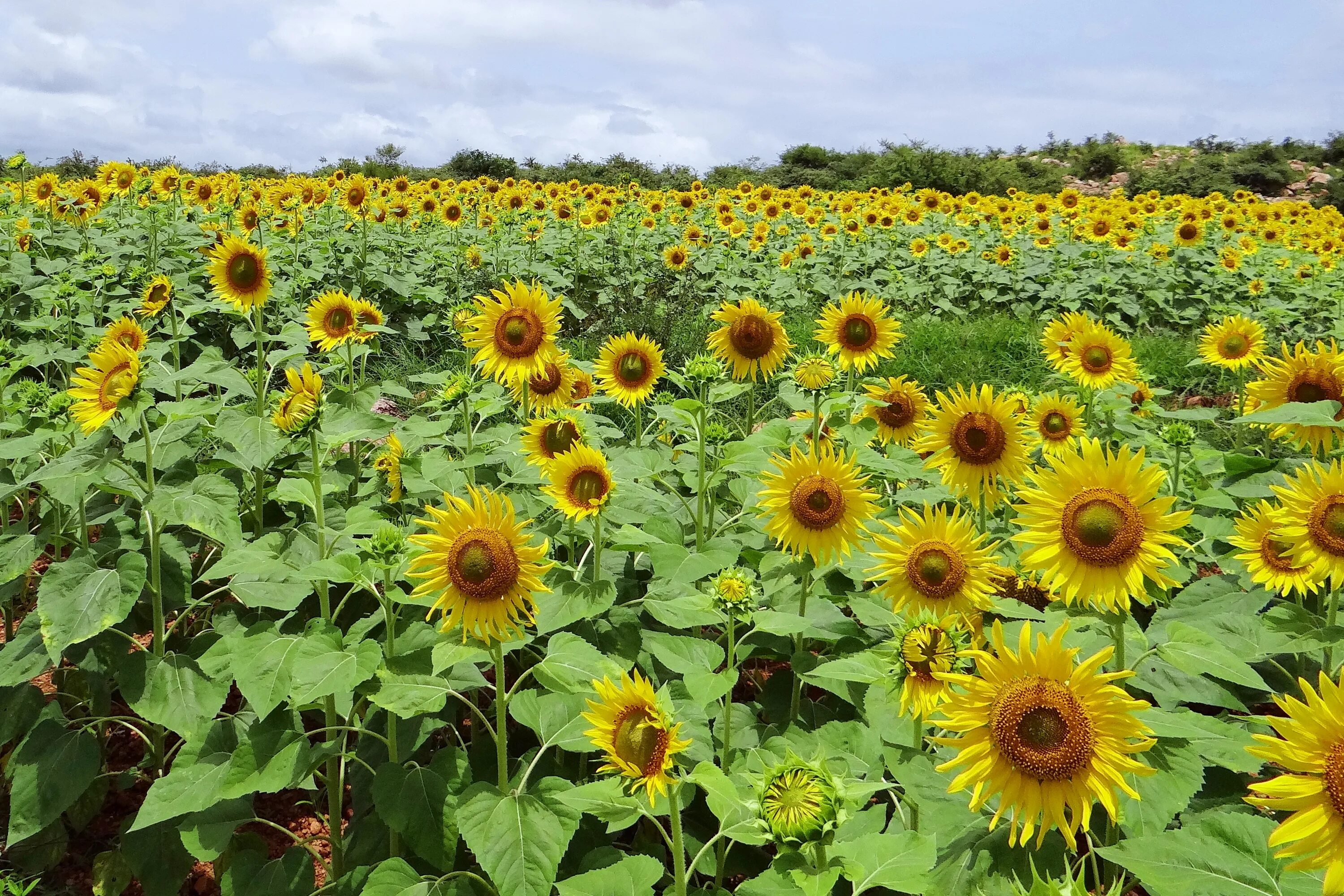 Астровые подсолнечник. Подсолнечник однолетний. Техасский подсолнечник Helianthus Ruderalis. Подсолнух однолетнее растение.