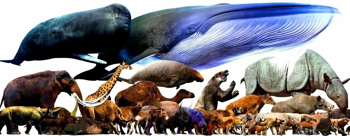 Появились 1 живые существа. Гигантский Бегемот плейстоцен. Мегафауна кайнозоя. Динозавры и доисторические животные. Вымершие млекопитающие.