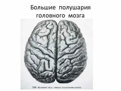 Масса больших полушарий