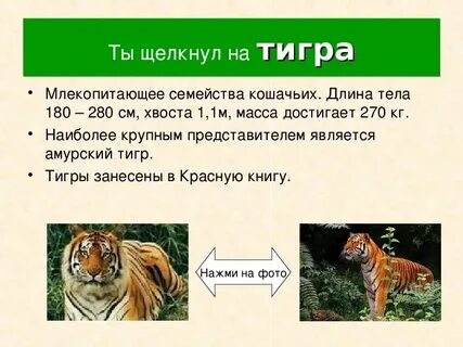 Тигр род