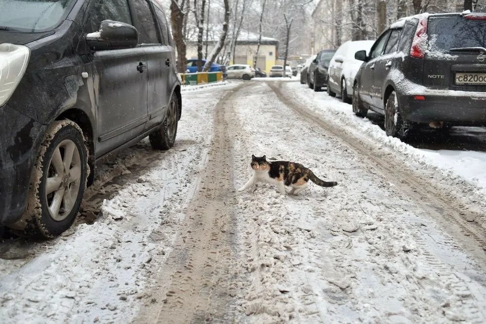 Когда снег полностью растает в 2024. Когда растает снег в Москве.