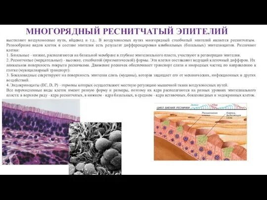 Реактивные изменения клеток метаплазированного эпителия. Реактивные изменения клеток метаплазированного эпителия