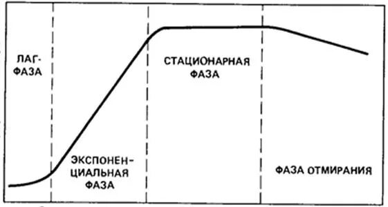 График размножения бактерий