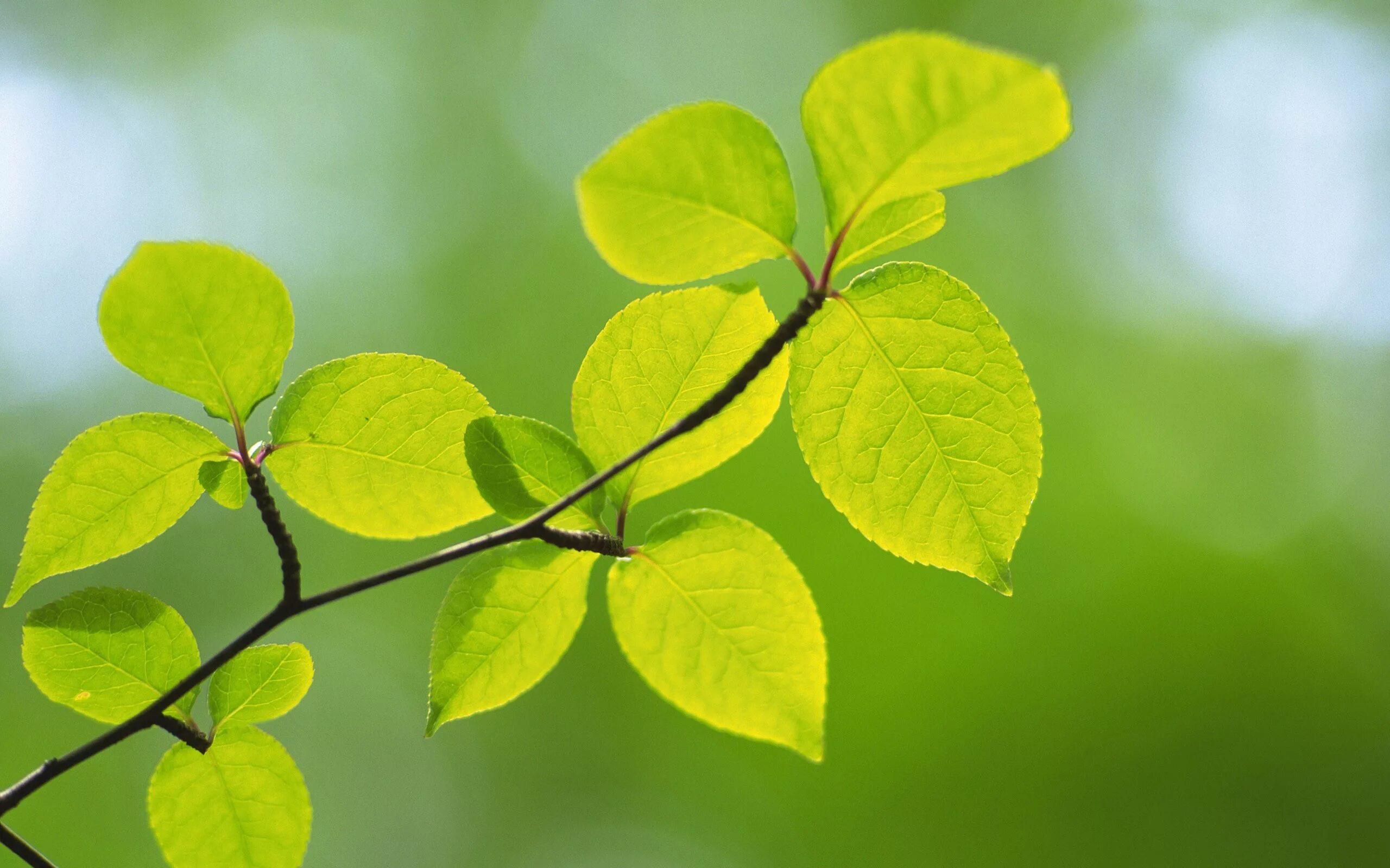 Natural leaves. Ветка с листьями. Красивые листья. Весенние листья. Зеленый лист.