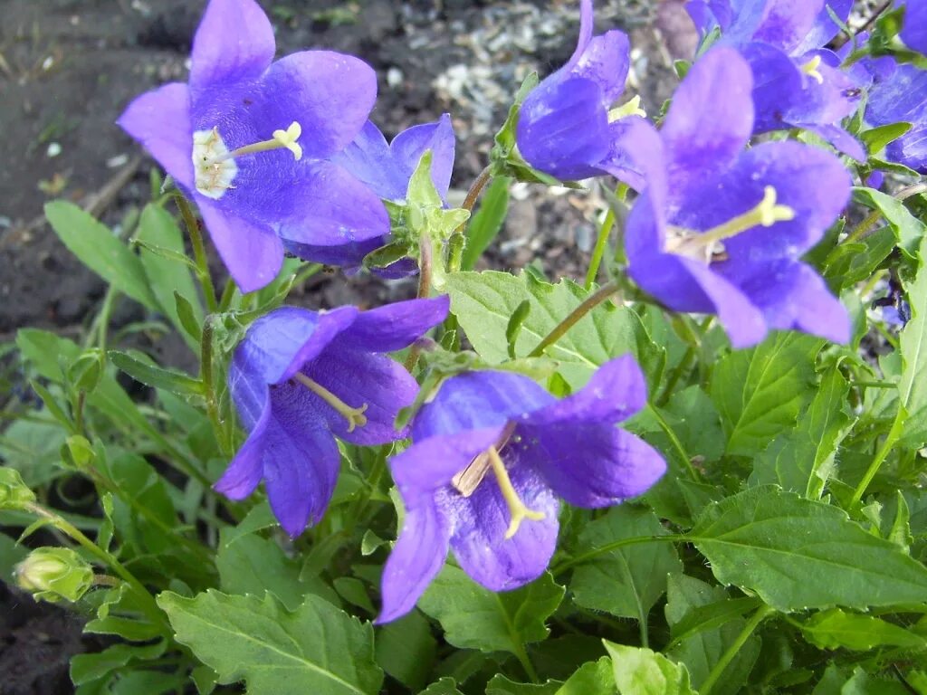 Фото цветов похожих на колокольчики. Колокольчик узколистный. Растение бубенчик лилиелистный. Цветы похожие на колокольчики. Колокольчиковидные цветы.