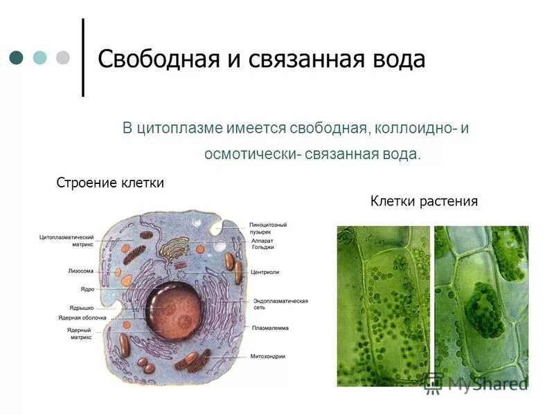 Три основные функции клеток. Три основные функции клеток