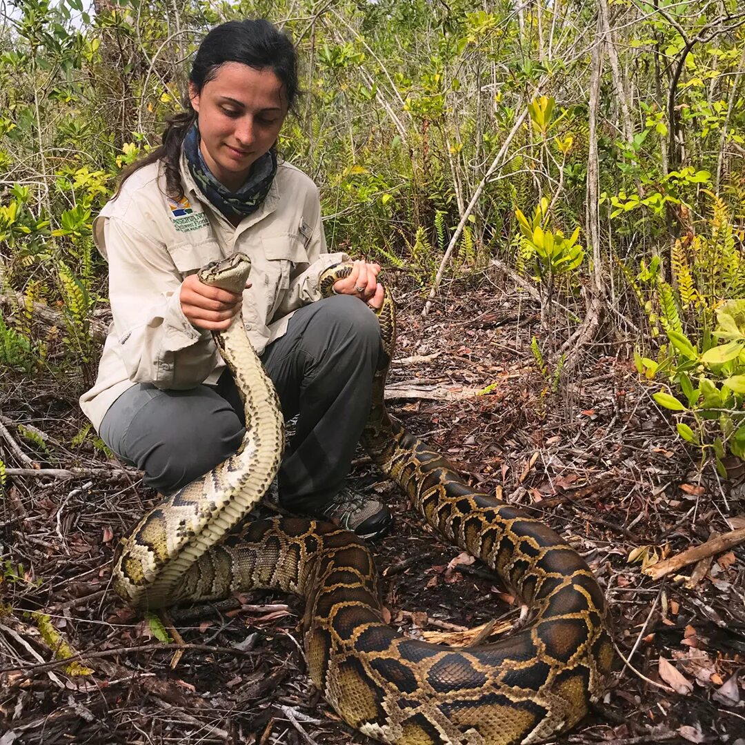 Шаровый питон. Питон брэдли. Египетские питоны. Окружение питона. Окружение питона.