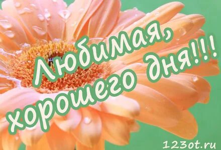Добрый день обожаемая