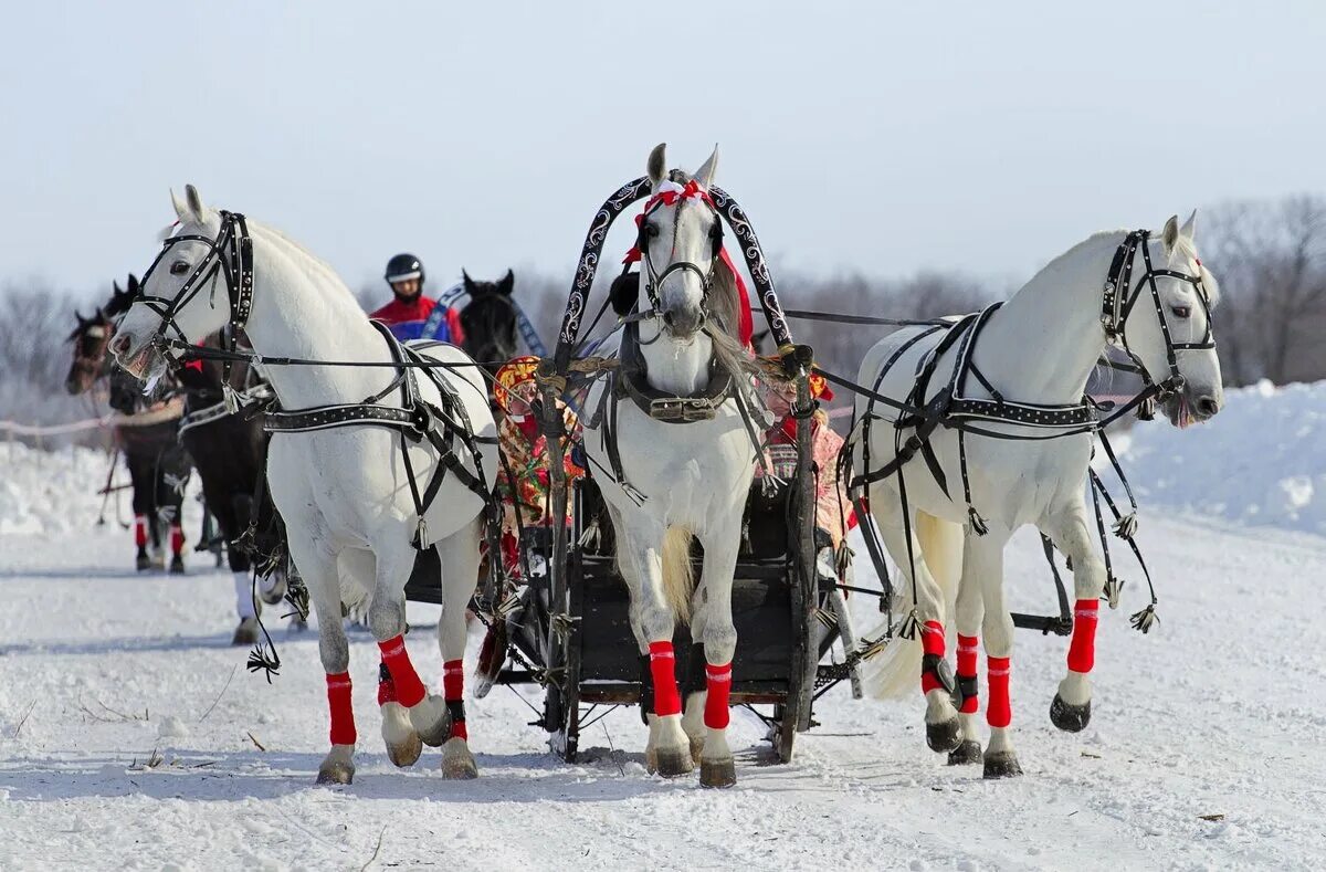 тройка гоголь. 3 белых коня текст. тройка лошадей зима. белых коня какое.