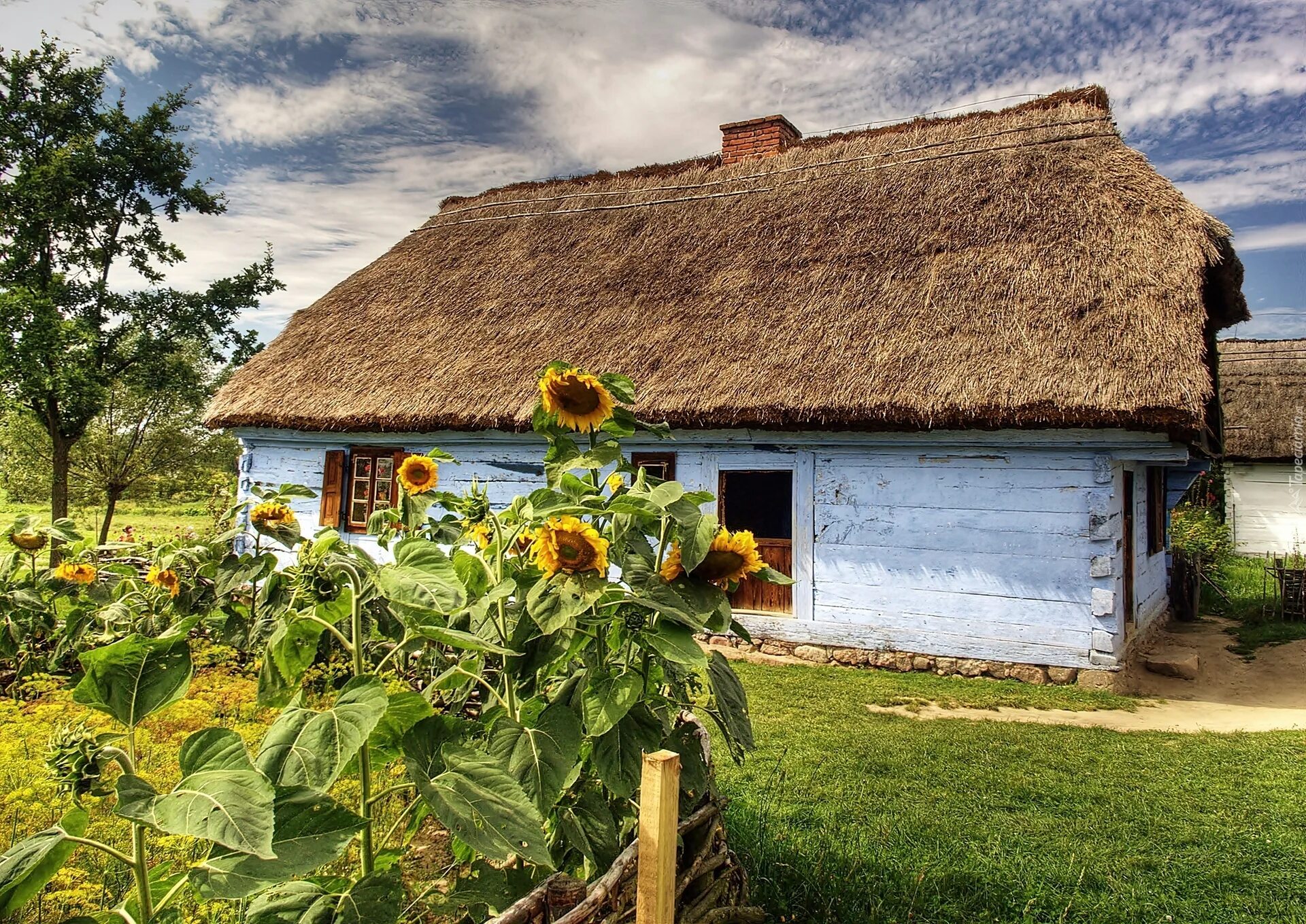 Украинская Сельская хата-Мазанка. Украинская Казачья хата Мазанка. Украина Шевченко хата поля подсолнух. Хата Мазанка картины. Сельская хата