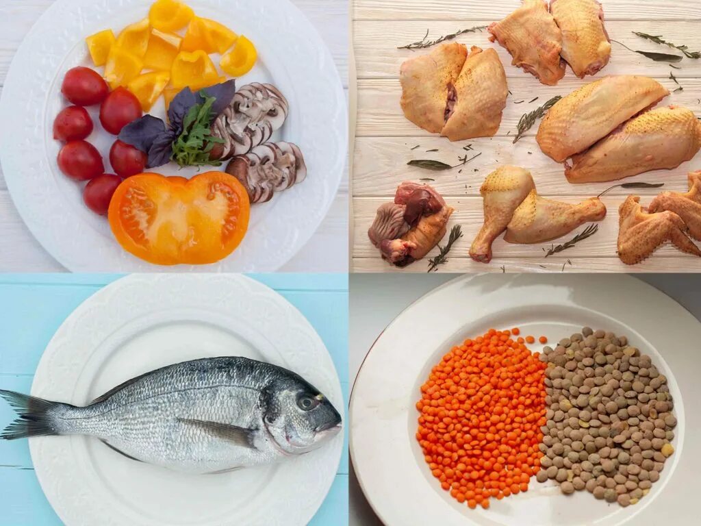 Белки основа жизни проект. Два белка для похудения. Белок основа жизни. Белковые продукты. Два белка для похудения.