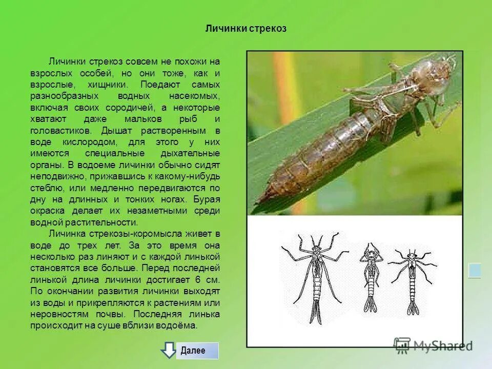 Личинки насекомых описание. Личинка Стрекозы. Тип личинки Стрекозы. Личинка Стрекозы и взрослая особь. Водяная личинка Стрекозы.