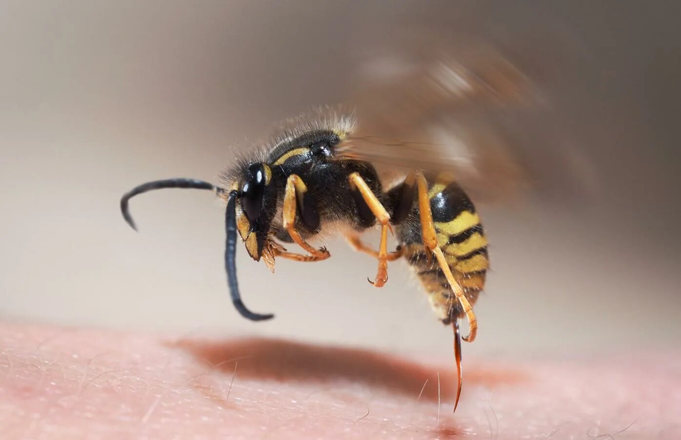 Опасны ли осы. Шершень Оса пчела жало. Шмель пчела Оса Шершень укусы. Wasp Sting.
