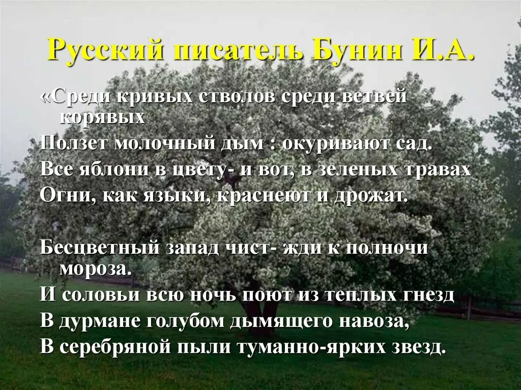 Высказывания Бунина о природе. Цитаты Бунина о родине. Цитаты Бунина о охране природы. Факторы о Бунине.