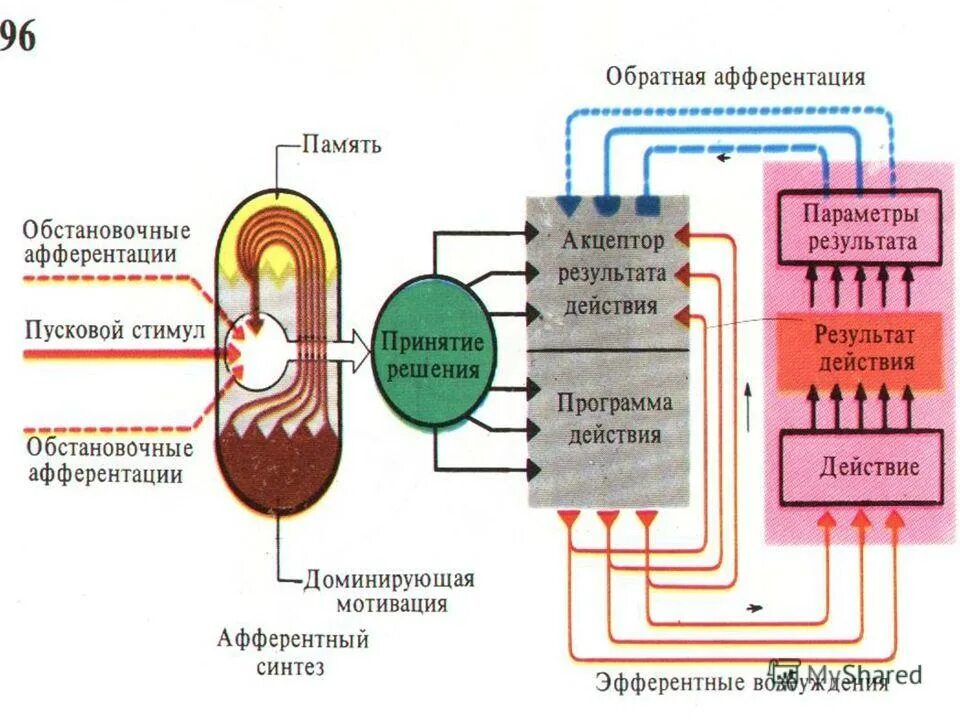 Условно рефлекторная память. Условно рефлекторная память пример. Электрическая активность КБП. Рефлекторная память ребенка на цвет и размер.