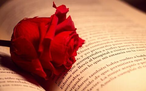 Novel rose
