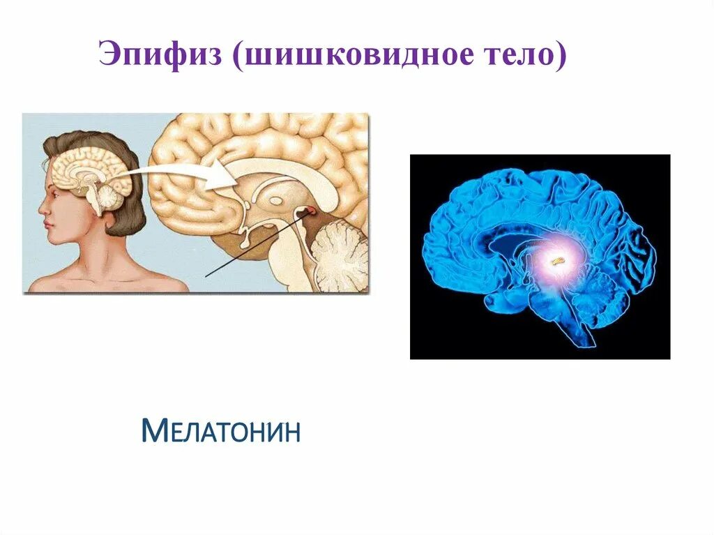 Шишковидная железа. Шишковидное тело строение схема. Декарт шишковидная тело. Строение мозга эпифиз. Мелатонин шишковидная железа.