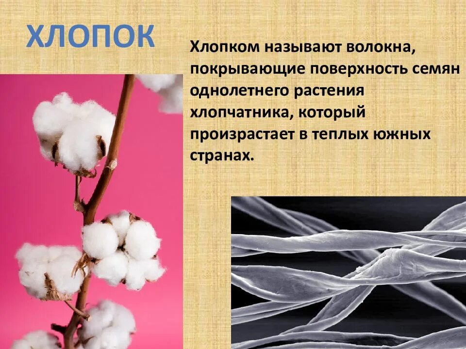 Структура хлопка. Волокнистые растения. Описание хлопка. Растение из которого ткут полотно. Хлопок получают из растений.
