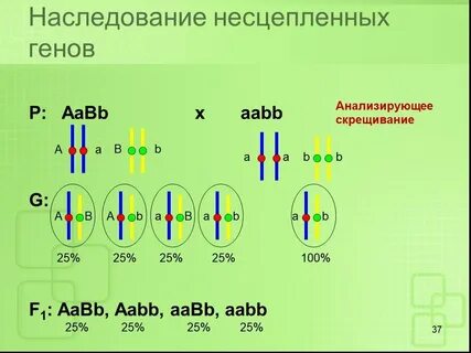 Варианты сцепления генов
