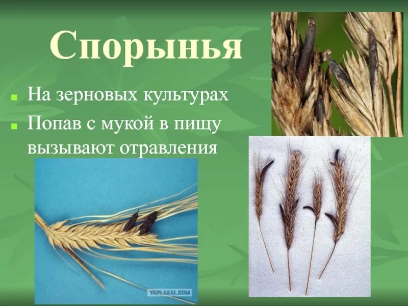 Спорынья гриб паразит. Что такое спорынья в биологии 5 класс. Спорынья пшеницы. Спорынья Головня на растениях.