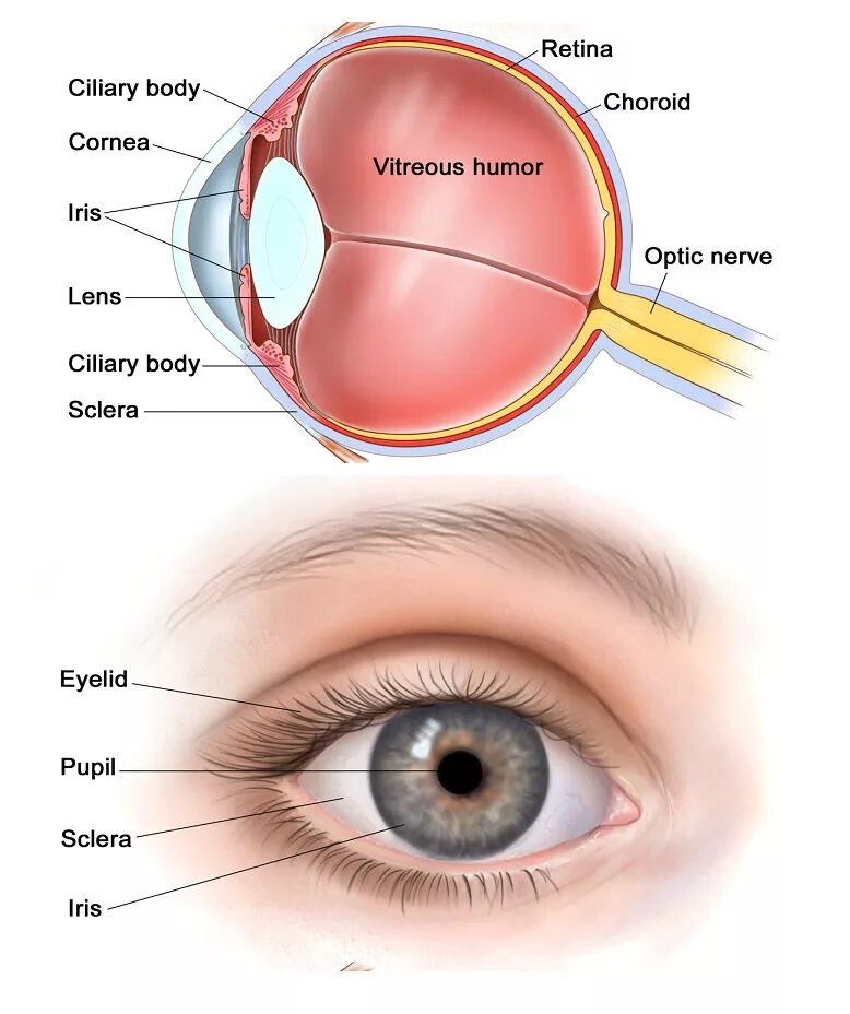 Карточка глаза на белом фоне. Eye parts. Анатомия глаза. Глаз по английскому 8. Глаз по английскому 8.