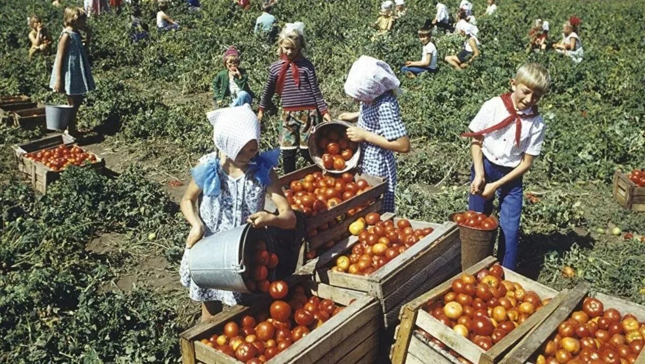 Жизнь в совхозах. Жизнь в совхозах