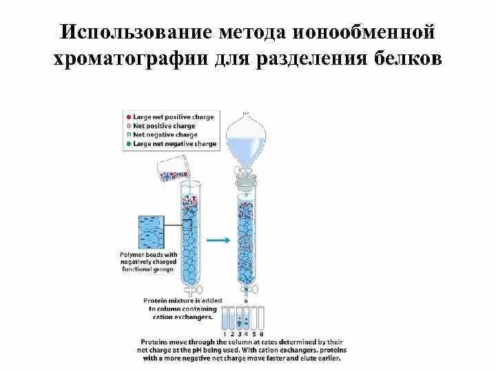 Методы очистки белков. Ионообменная хроматография схема. Методы очистки белков (хроматография, электрофорез, диализ и др.).. Ионообменная хроматография белков. Метод разделения белков ионообменной хроматографией основан на:.